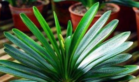 出门捡块“它”，砸碎扔盆里，土壤疏松不板结，几年不换盆也能长