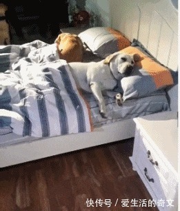 |搞笑GIF:这位姑娘想过年前谈个恋爱,要求很过分吗?