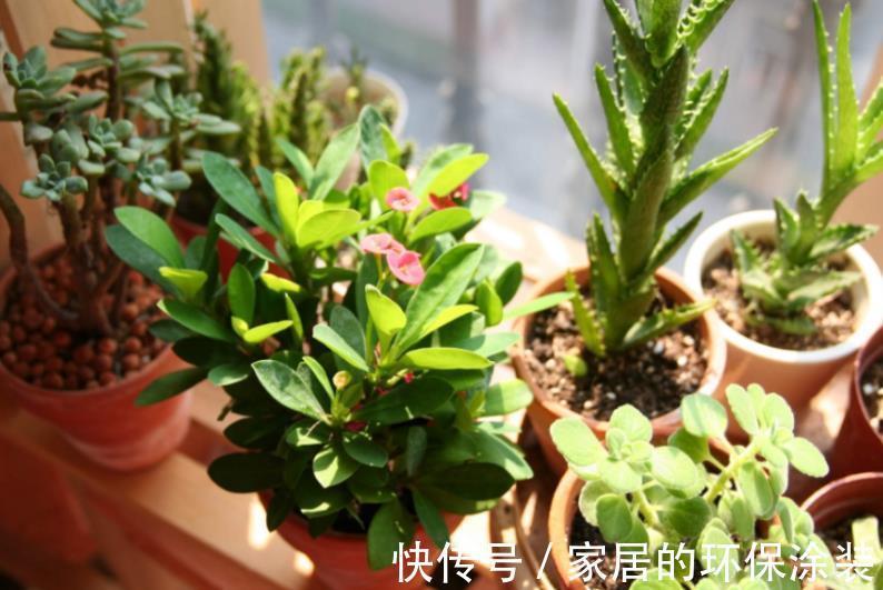 浇花|一把黄豆、一些果皮,囤上2个月,制成万能水肥,养花赚大了