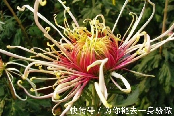珠样|喜欢菊花,不如养盆“十大名菊”飞鸟美人,似美人起舞,优雅妖娆