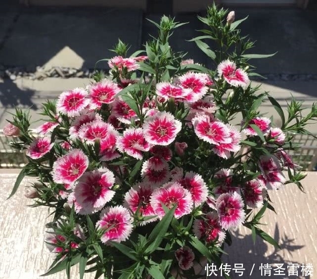 盆栽石竹这样养,丢土里就能活,花开爆盆给你一片花海!