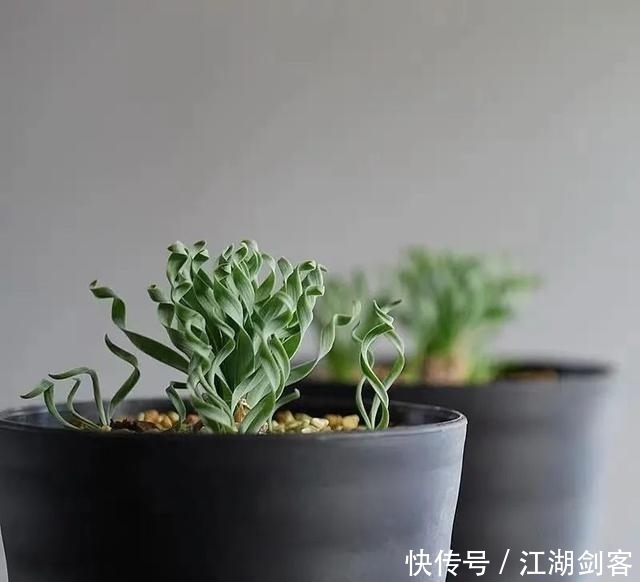 家里养几盆弹簧草,叶子卷曲似弹簧,清新雅致、个性十足