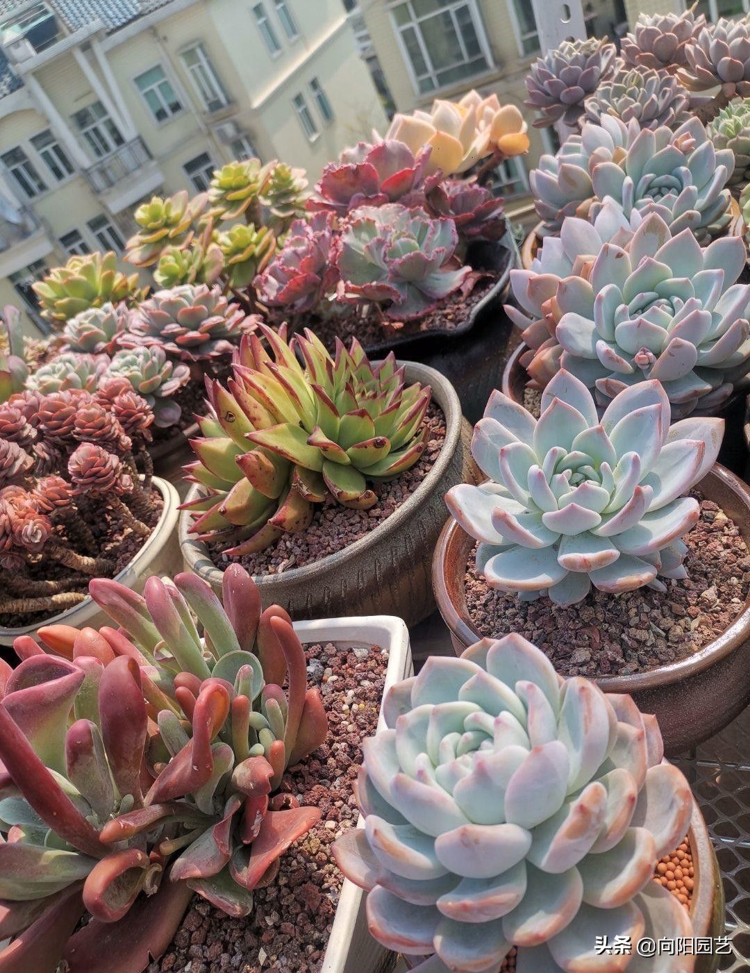 淡雪|最受欢迎的10大多肉品种，颜值很高，深受花友喜欢，你养了吗