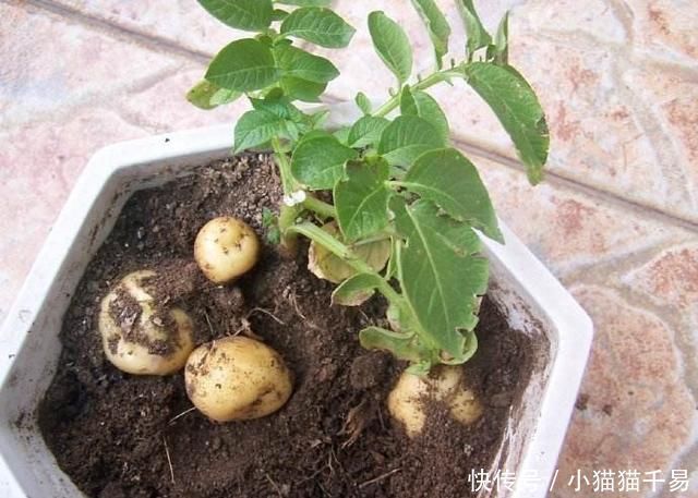 土豆|生姜、土豆吃不完,就扔“花盆里”,长成漂亮盆栽,结出丰硕果实