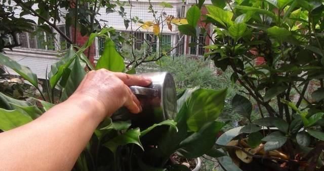 啤酒浇花作用大让土壤充满肥力,肥效持久,比淘米水还管用