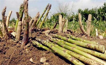 遇光就会“变质”,富含硒元素,炒肉是一绝,当下12元一斤