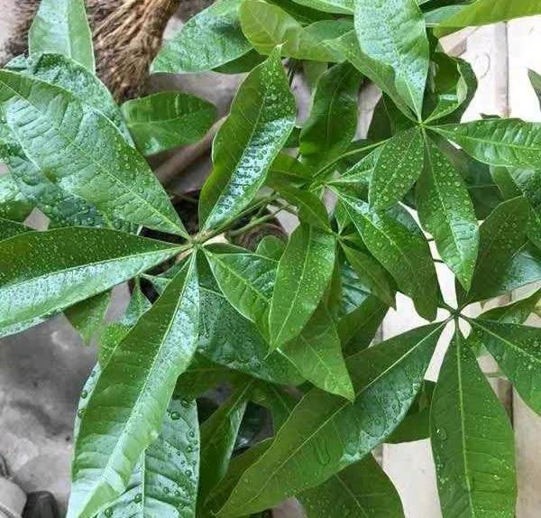 这5种花，开春翻盆很重要，一整年不烂根，绿叶多开花多