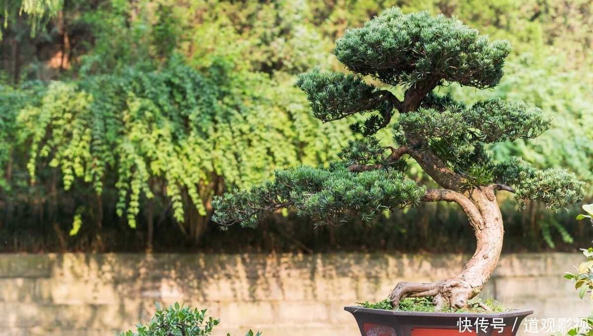 盆景的养护工作中,频繁出现徒长枝,4点原因要牢记,及时改正