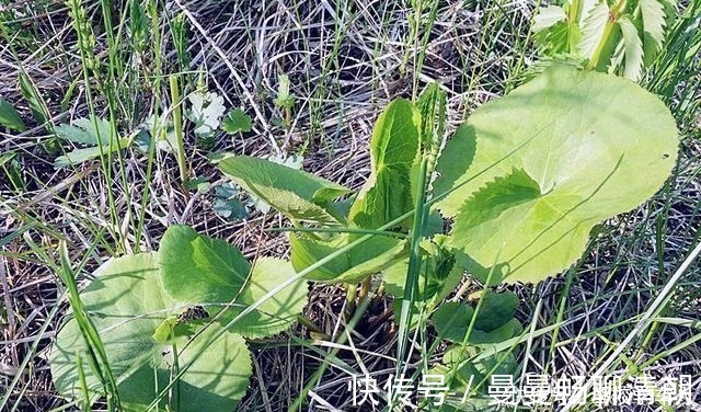 独脚金|俗称“马蹄菜”,长在溪边少人识,叶子却极珍贵,别忽视