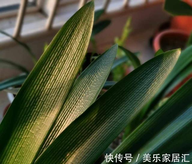 君子兰翻盆，土里扔一把颗粒，透气肥效好，花根不腐烂