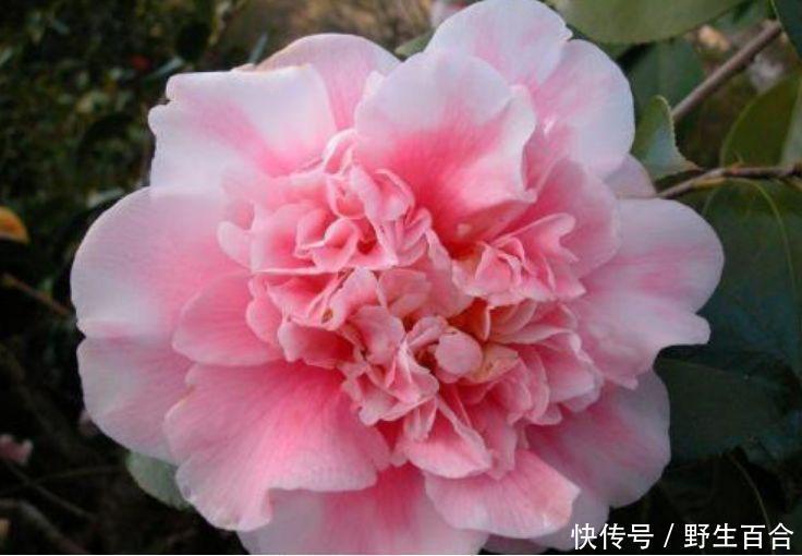 一养就上瘾的几种花,婀娜多姿,绚丽多彩,美到让人窒息!