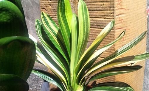 施肥|“懒养”君子兰，一年不施肥，叶片油亮，花朵娇艳，花开四季不断