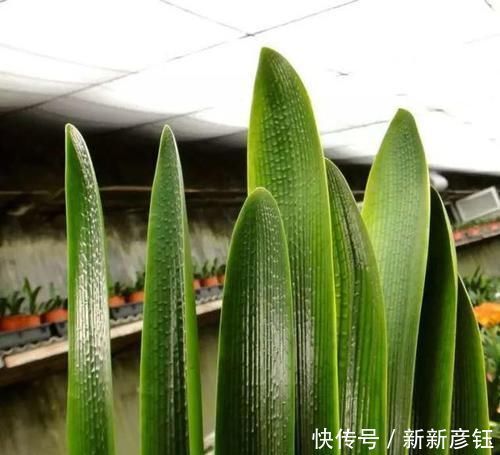 进入7月养君子兰,1看2做3注意,叶绿根壮,花开一茬又一茬