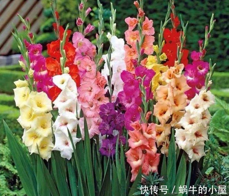 4种花深受花友的喜欢,开花爆盆很简单,绚丽多彩,美到让人窒息