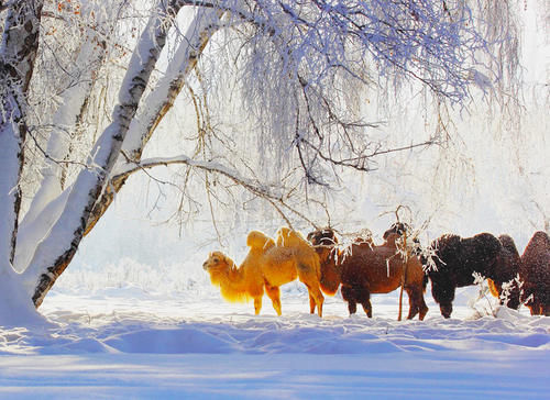 云南|【图说新疆】新疆青河：琼英四野点芳华