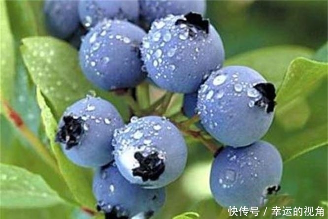 聪明人爱吃3种食物，美容养颜、延缓衰老，身体棒棒哒！