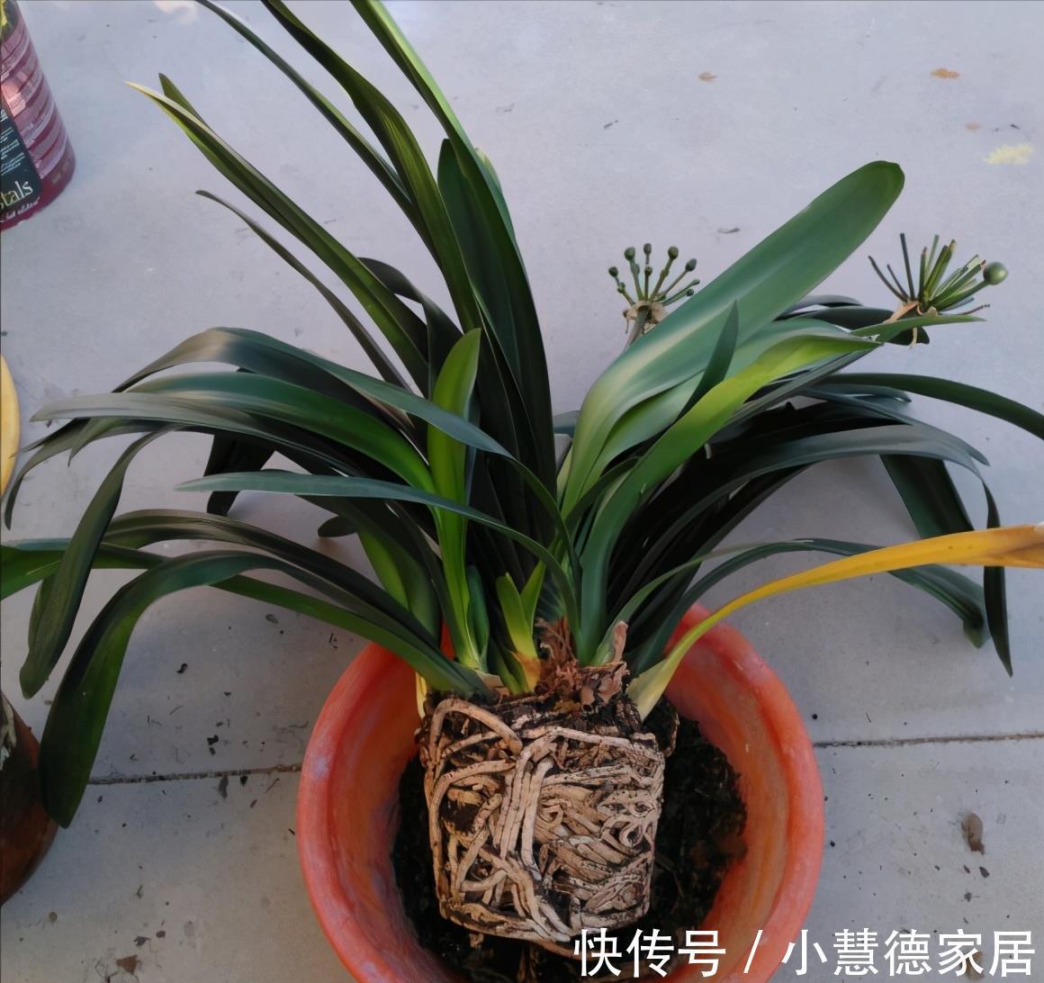 养分|4种“再生花”,九月“翻盆”开花多,花盆里还有“惊喜”很多