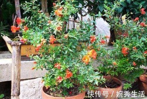 盆景|4种绿植从低价盆栽到高价盆景,只需5年时间,每一盆都很美