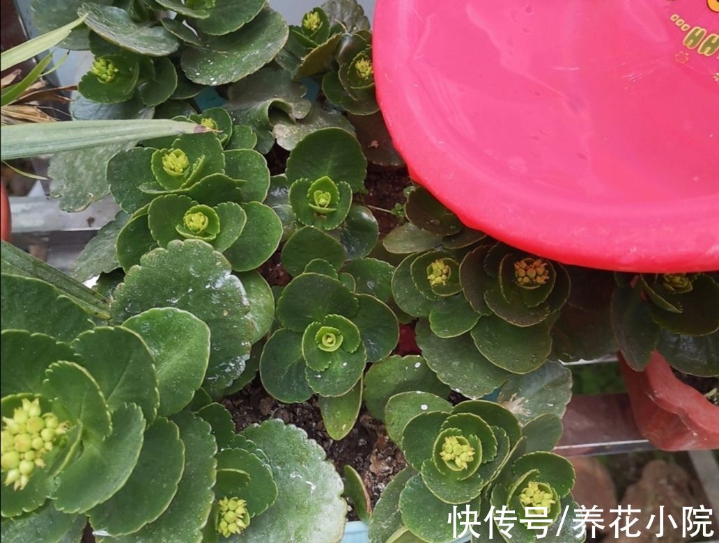 11月长寿花开始孕蕾，及时做4件事，让枝头花苞长更稠密