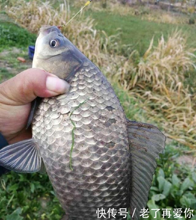 浅谈鲫鱼的食性和习性,足够了解你才能钓到爆护