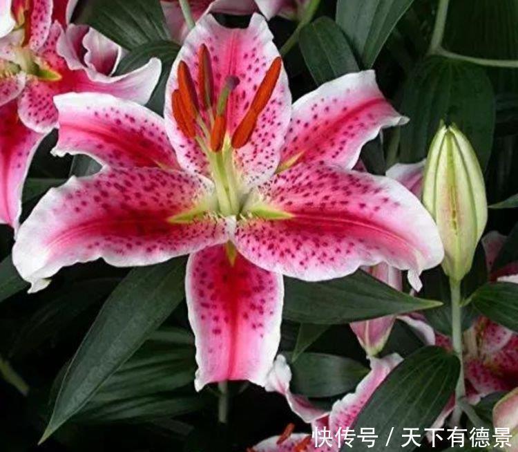 养花|养花就养这几款,全年开花不停,花香四溢飘满屋,美