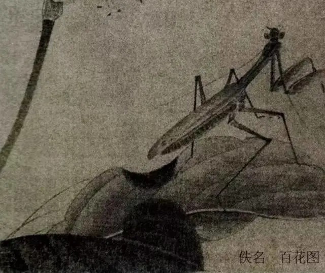 蝈蝈$国画技法图典——草虫篇:蝗虫 蚂蚱 蝈蝈 螽斯 螳螂 蟋蟀