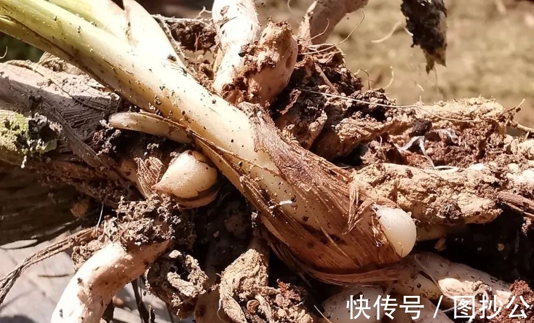 兰花快速生根有诀窍吗?兰友:照这4步操作,30天内就长新根