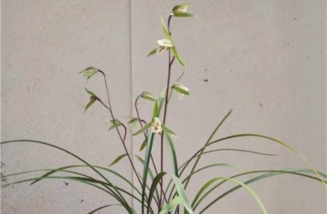 花友们|“它们”是天然的氮磷钾肥,兰花用上了,想不爆盆都难