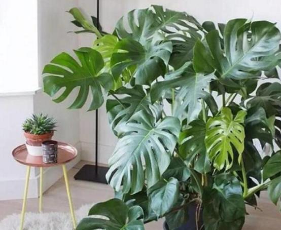 空气|此5种花被称为药花,吸附有害气体,好养好看最适合放家里