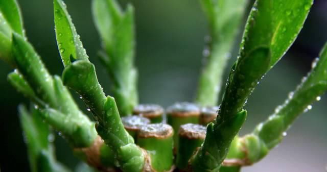 送给那些养花，却总是把花养死的人