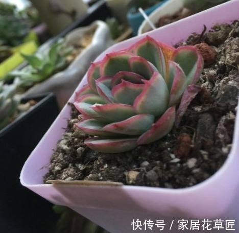 回家|1种多肉,十分漂亮,还容易活,回家赶紧养一盆,简直好极了