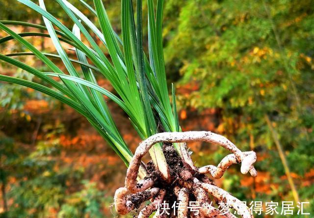 秋天养兰花最怕什么？犯了这3条禁忌，兰花就很难越冬