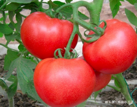 提个醒吃西红柿有1大禁忌，却有很多人不清楚，别犯错误了