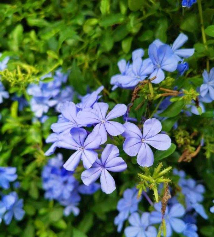 让蓝雪花开花更多,天天开花,开成花墙的“两个”方法