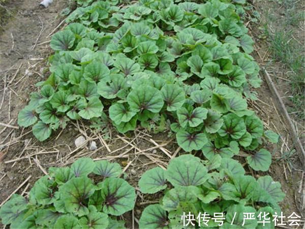 野菜|曾是“百菜之王”,被食用2千多年,现已沦为野生,土豆打败的?