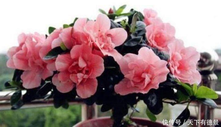 养花试试此几款,全年开花不停,名字超好听,花更漂亮