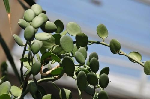 钱串景天|5种长相稀奇的多肉，养小花盆里照旧开花，可养很多年