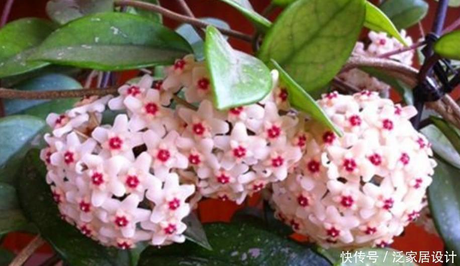 球兰球兰|养花就养4种花，好养易活花量大，养上一盆四季欣赏，好养还不贵