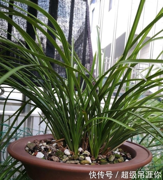 兰花|想让兰花早发芽,这“三位置”留点水,催出一圈苞,绽放层叠群兰