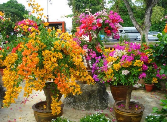 老花农悄悄地告诉你这种花很漂亮，还特别好养，赶紧抱回家吧