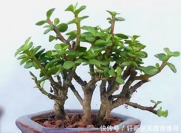 家中这2种树“很值钱”，个个带“金玉”，气势旺盛，富人都爱养！