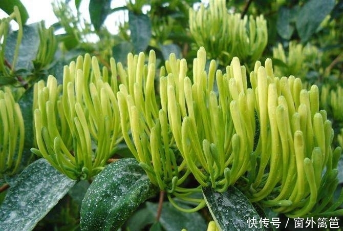 提个醒|提个醒:见到此物,一定要拔回家,能治疗感冒,补气养血,可试试