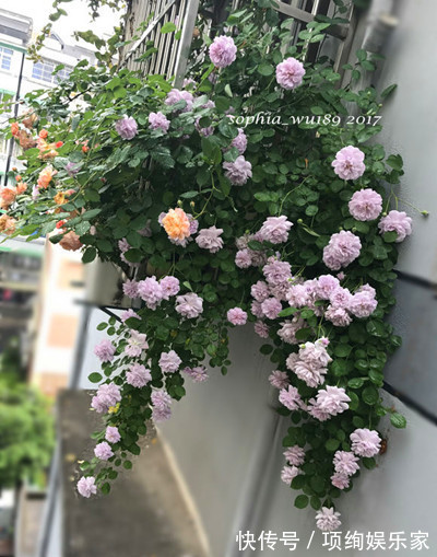 花仙子的阳台,30多种月季如瀑布,路人都停下来观望,太美了