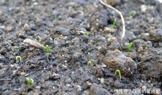  饮料瓶|谁说养花一定要用花盆，空酒瓶、饮料瓶、罐头瓶秒变养花神器！