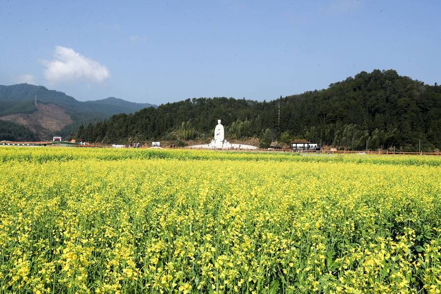 老年|醉美春色！福建武夷山500亩油菜花开景如画