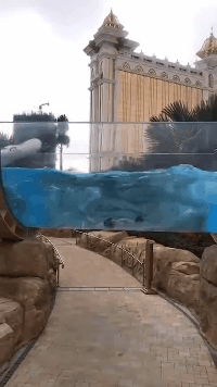 |搞笑GIF:绿茵场上的运动员,每一个人都是影帝