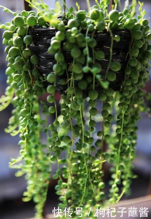 养多肉佛珠，用一个简单省心的方法，圆鼓鼓，几个月挤爆花盆