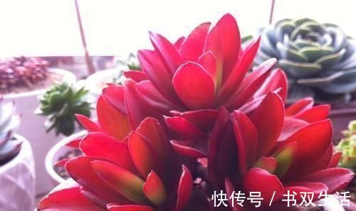 叶片|此款多肉,适合新手养,不怕你虐,越虐越漂亮