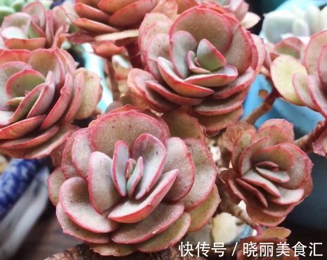 叶片|多肉秀妍的蜕变,堪称普货中的颜值担当,花友们多种几棵赏心悦目