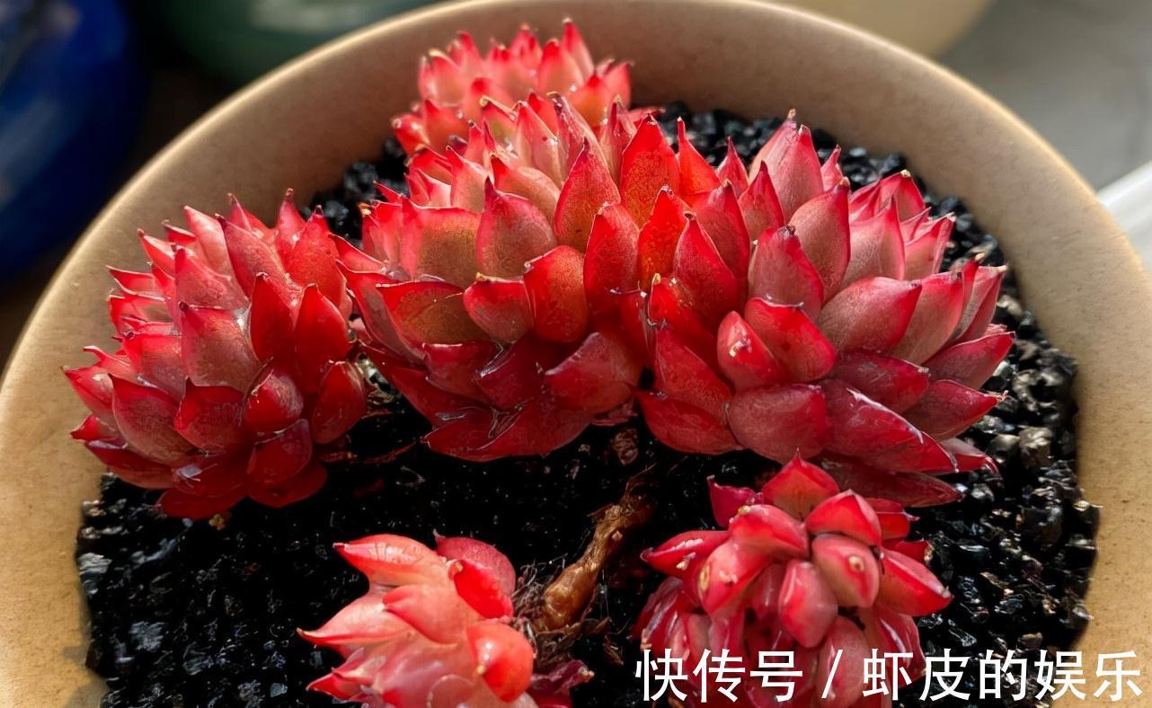 牡丹花|元旦前,“七种花”赶紧搬到阳台上冻一冻,生长茂盛,花苞呼呼冒